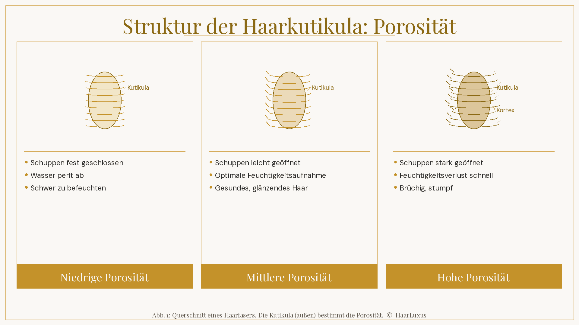 Infografik: Die drei Haarporosität-Typen – Niedrige, Mittlere und Hohe Porosität mit Kutikula-Struktur